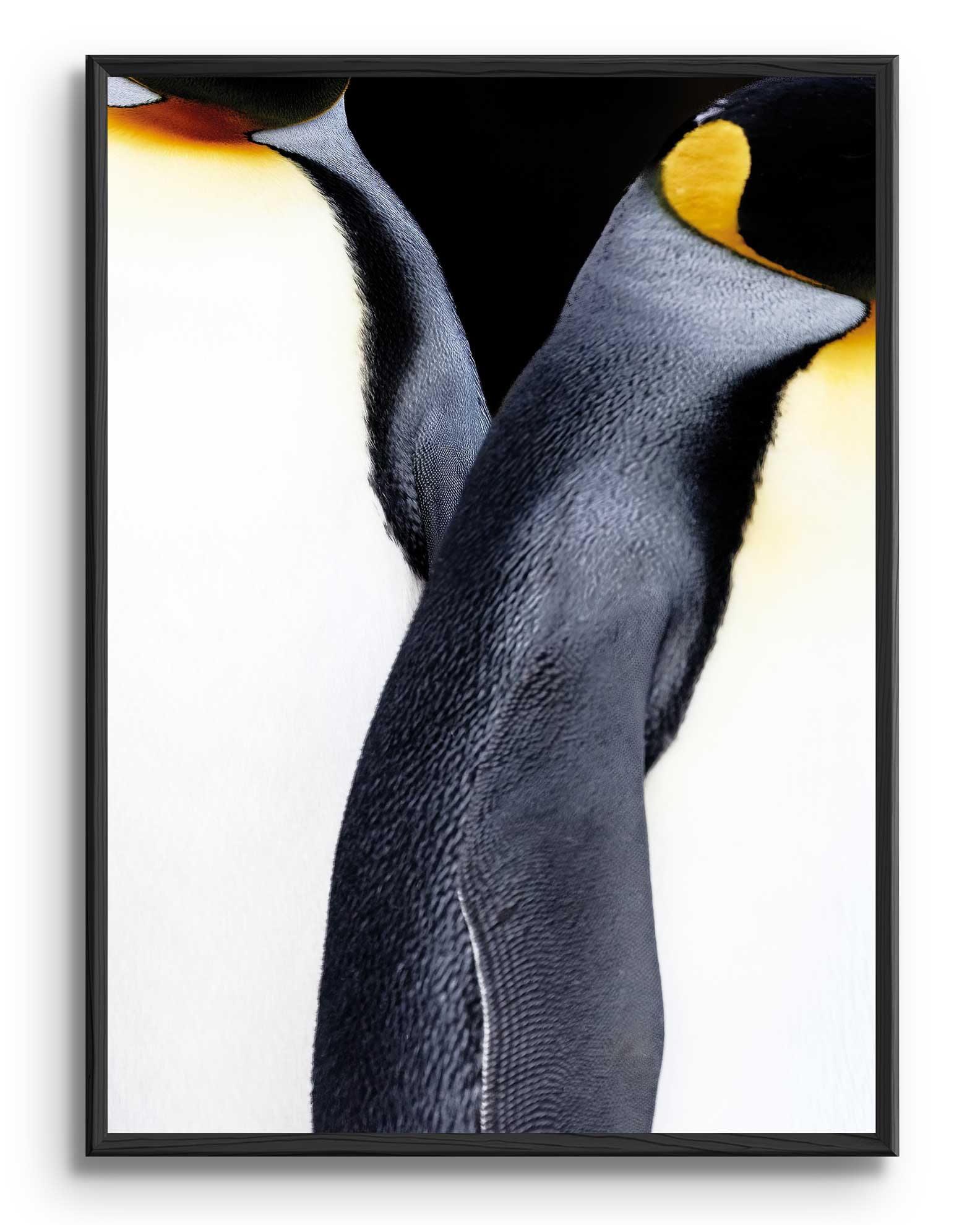 Antartica’s Colours