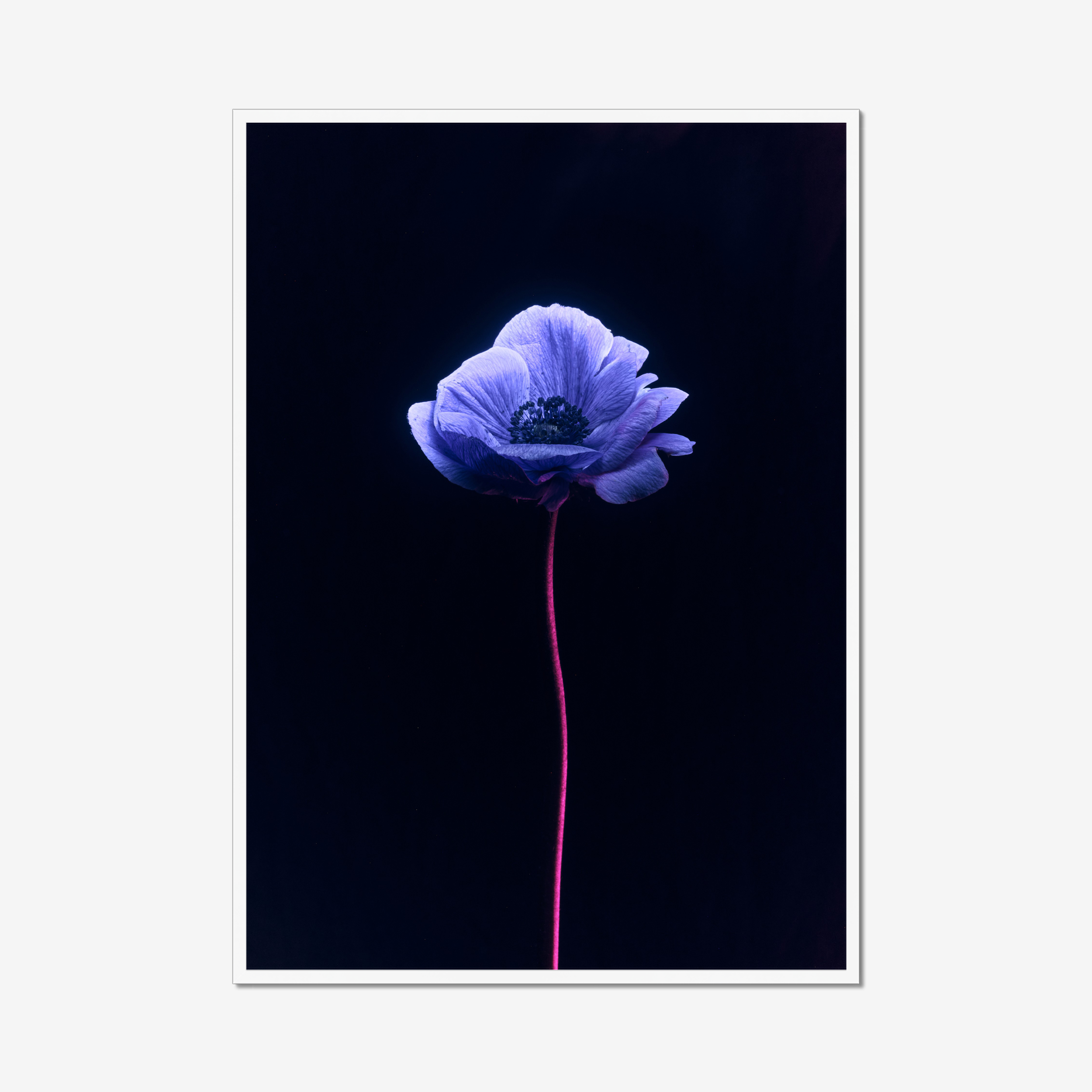 Frame White