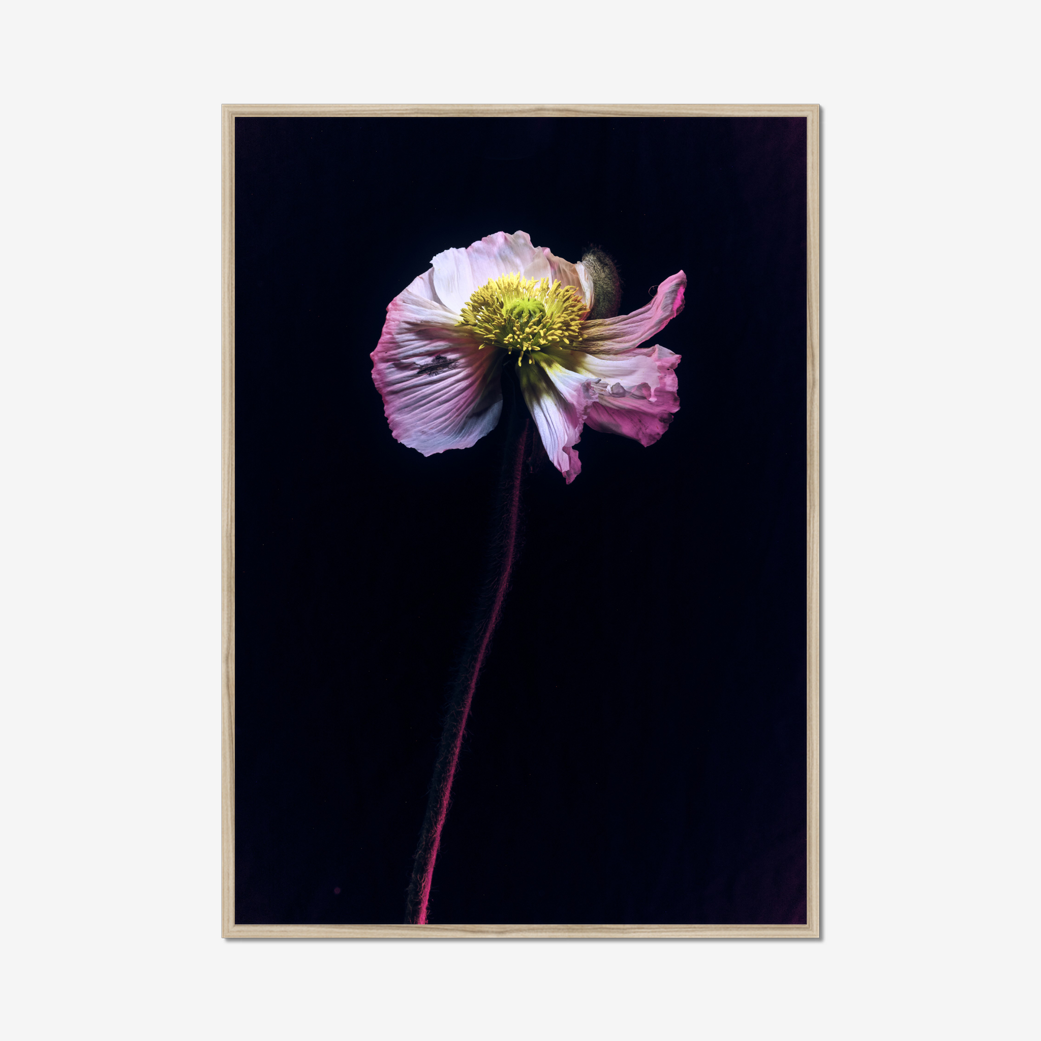 Frame Nature