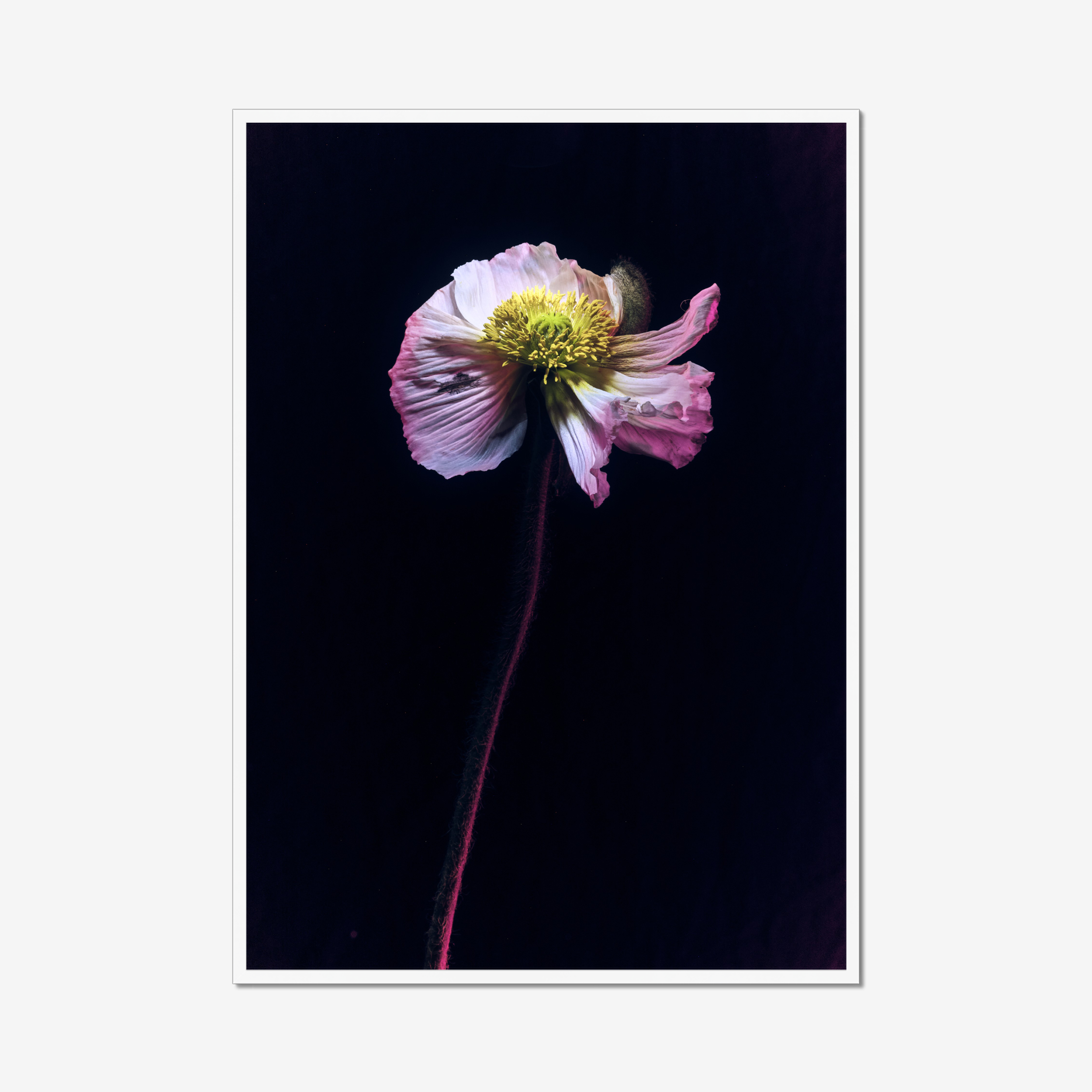 Frame White