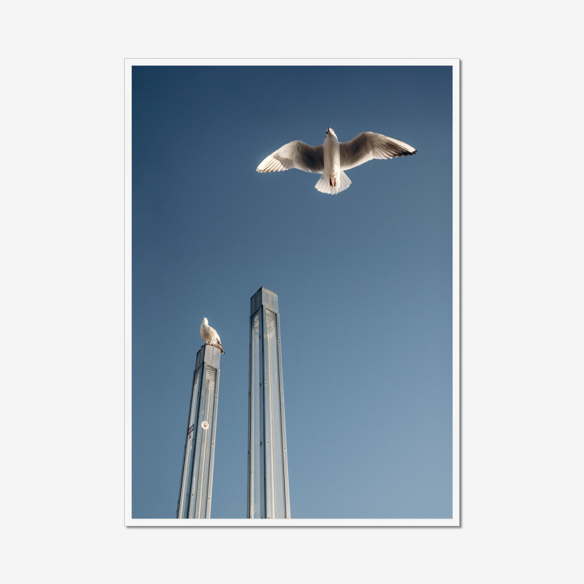 Frame White